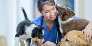 Dog and vet