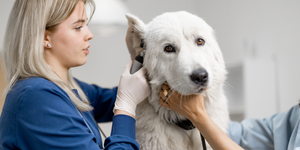 Probiotic ear care picture