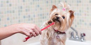 Dental care study