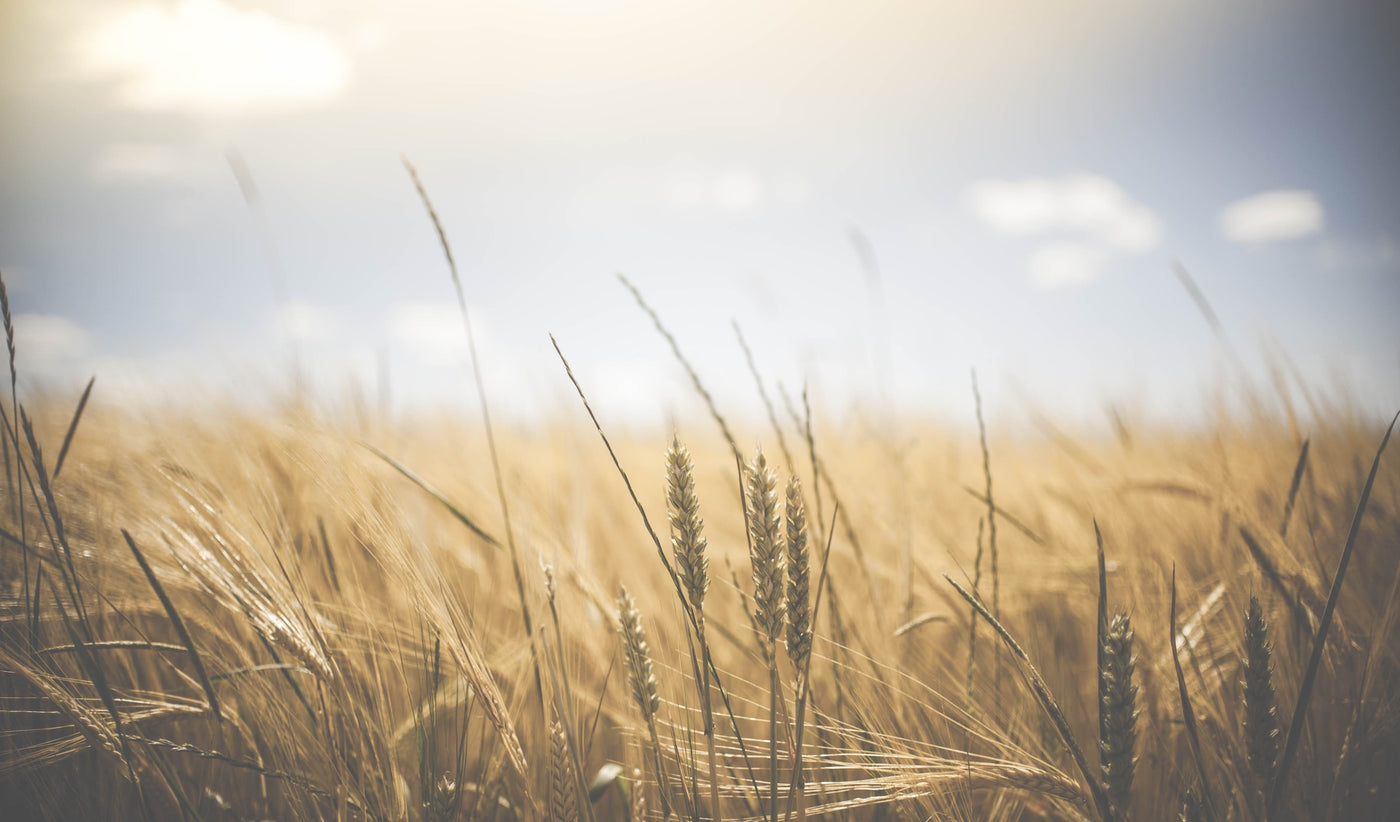 Corn field