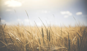 Corn field